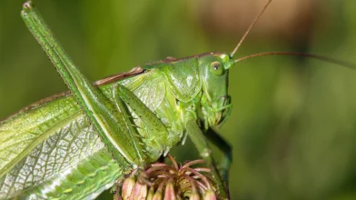 Szöcske, sáska, tücsök – Te meg tudod különböztetni őket?