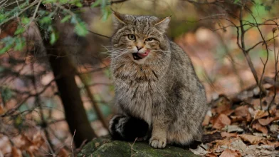Az Év Emlősével kapcsolatban hirdetnek kreatív rajzpályázatot felnőttek és gyermekek számára