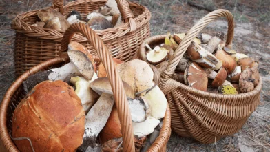 2 kiló gomba naponta – Ez sok vagy kevés?