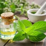 Menta – A frissítő fűszer- és gyógynövény