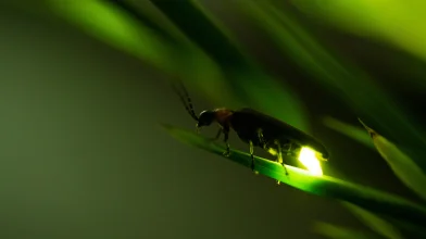 Hogyan világít a szentjánosbogár az Alcsúti Arbortéumban?