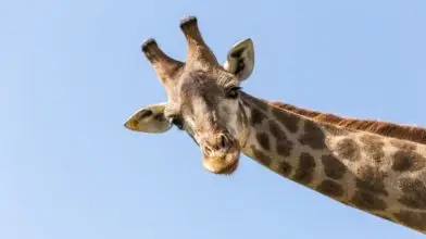 Miért olyan hosszú a zsiráfok nyaka?