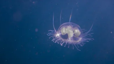 Az édesvízi medúza már a tavainkban van