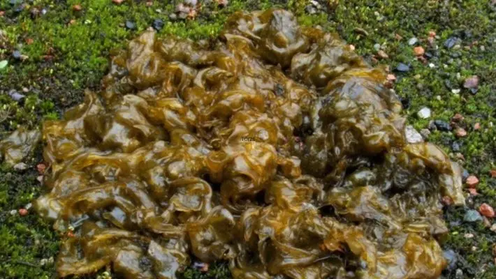 Gyepzselé: furcsa kocsonya a fűben