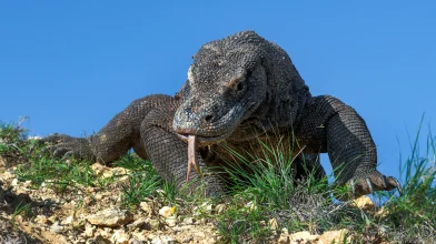 Sárkányok nem csak a mesékben léteznek, akár ma is találkozhatunk velük!
