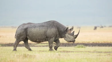 Radioaktív izotópok befecskendezésével küzdenek az orrszarvúak túléléséért Afrikában