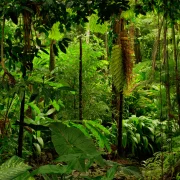 Tényleg ér valamit a „Rainforest Alliance” címke?