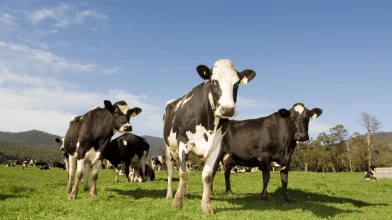 Hamarosan véget érhet a ragadós száj- és körömfájás miatti korlátozás