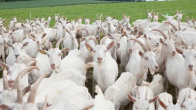 Európa-szerte komoly járvány sújtja a kiskérődzőket