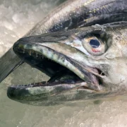 Hekk – Nem múlik el nélküle strandszezon, de tudjuk, mi ez?