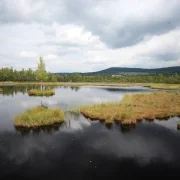 Különleges, védett láp karnyújtásra a Balatontól