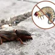Pajorból nem lesz lótücsök! – Kerti mítoszok és a valóság (I. rész)