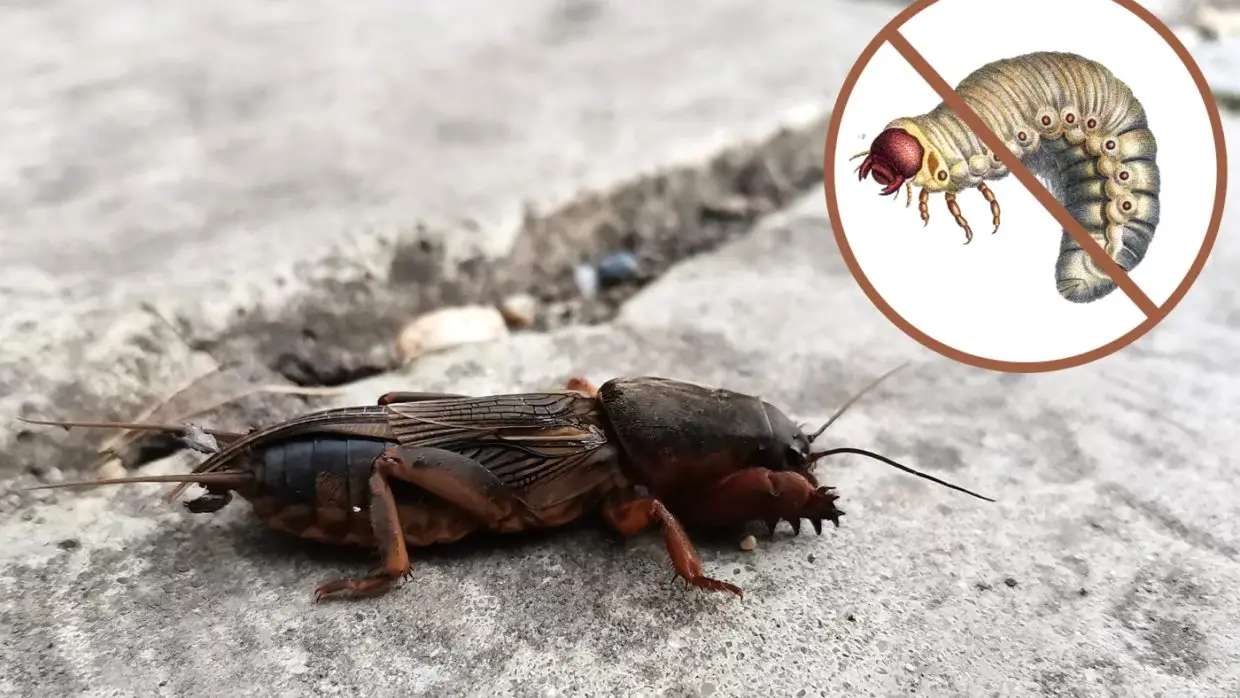 Pajorból nem lesz lótücsök! – Kerti mítoszok és a valóság (I. rész)