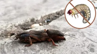 Pajorból nem lesz lótücsök! – Kerti mítoszok és a valóság (I. rész)