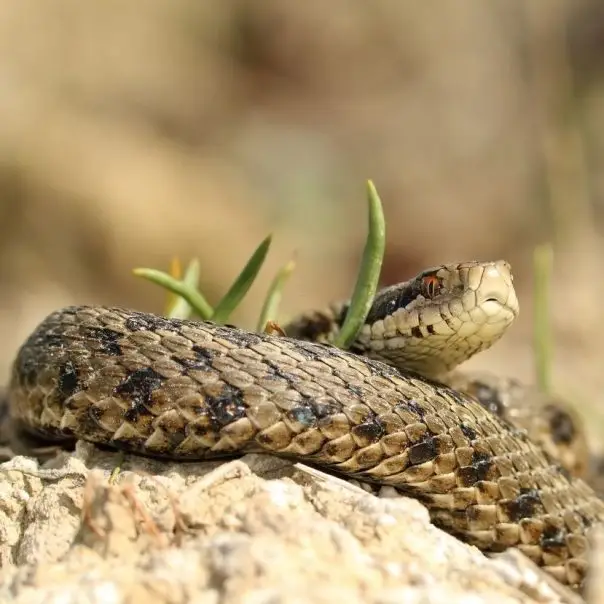 Már ötezernél is több rákosi vipera született a fajmegőrzési programban