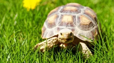 Egzotikus teknős bukkant fel egy kertben
