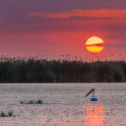 Duna-delta – Lenyűgöző élővilág, ahol a tenger és a folyó találkozik