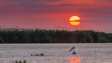 Duna-delta – Lenyűgöző élővilág, ahol a tenger és a folyó találkozik