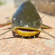 Újabb invazív halfaj terjeszkedik a Balatonban