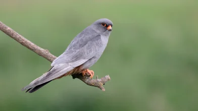 Rekordszámú kék vércse vonult át a Kiskunságon