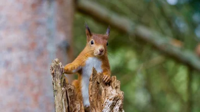Örülj neki, ha mókus lakik a kertedben!