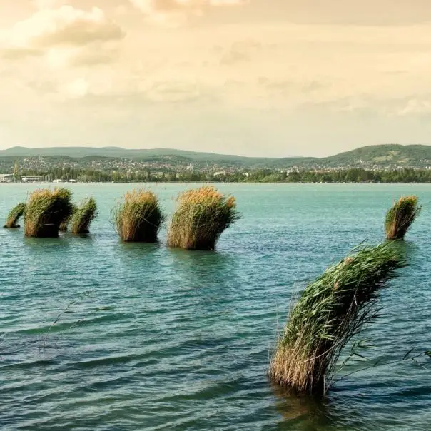Hasznot hoz egy inváziós faj a Balatonban?