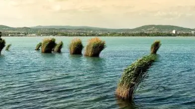 Hasznot hoz egy inváziós faj a Balatonban?