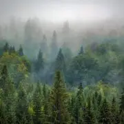 Eltűnnek a magyar fenyvesek?