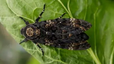 Halálfejes lepke bukkant fel Békéscsabán