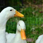 A házi baromfiban is megjelent a madárinfluenza