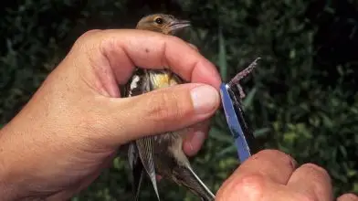 A vonuló madarak védelmét is segíti a madárgyűrűzés