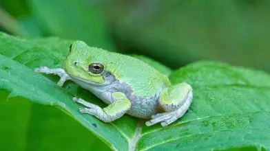 Csernobil békái hosszú és egészséges életet élnek