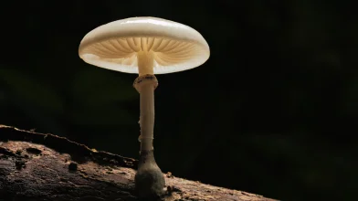 Jógamatrac és műszerfal is készülhet gombabőrből