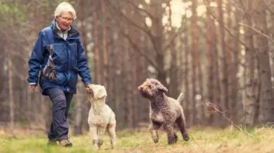 A kutyasétáltatás az idősek ideális „sportja”?
