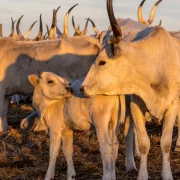 Vegyszermentesség és őshonos magyar fajták: Szomor biofarm – Podcast