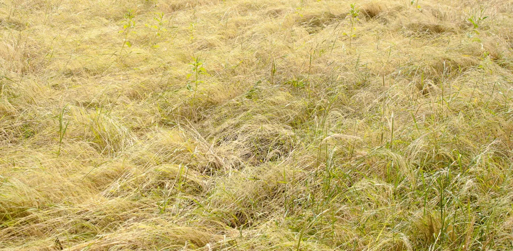 teff föld