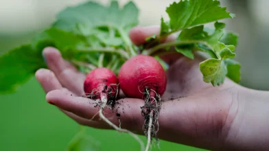 Indul a szezon: ezek a legfontosabb februári teendők a kertben