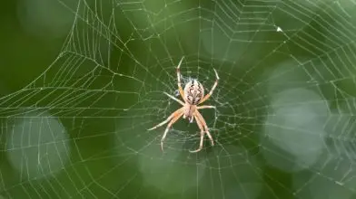 Ilyet ritkán látni: Pókok hullottak az égből!