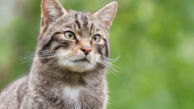 Visszatért a természetbe Merlin, a vadmacska