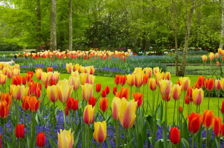 tulipános kert