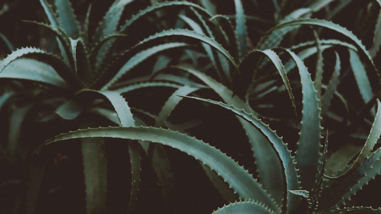 Aloe vera – a halhatatlan barátod!