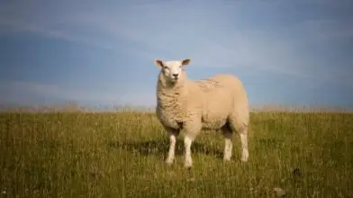 A világon először betegedett meg juh a madárinfluenza vírustól