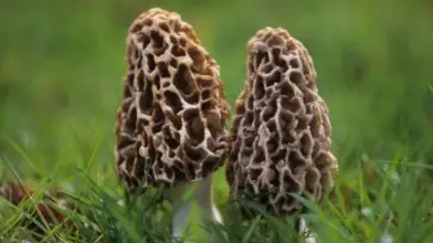 Előbújtak az első kucsmagombák!