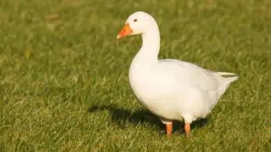 Újra megjelent a madárinfluenza Pest vármegyében