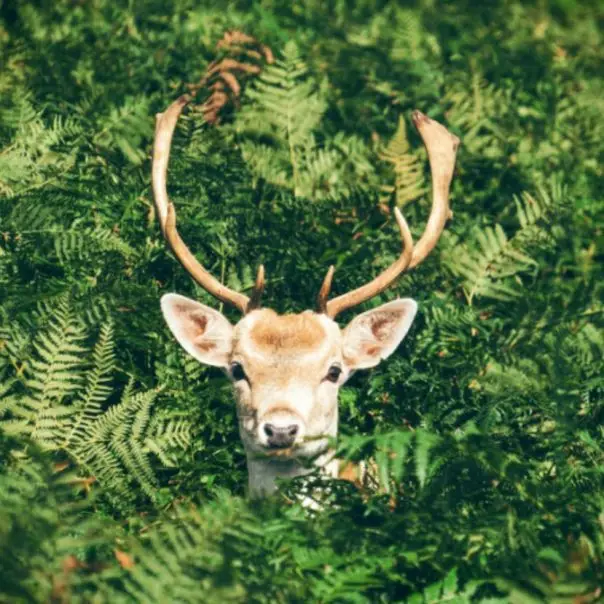 Ezért ne vigyük haza az erdőben talált, elhullajtott szarvasagancsot!