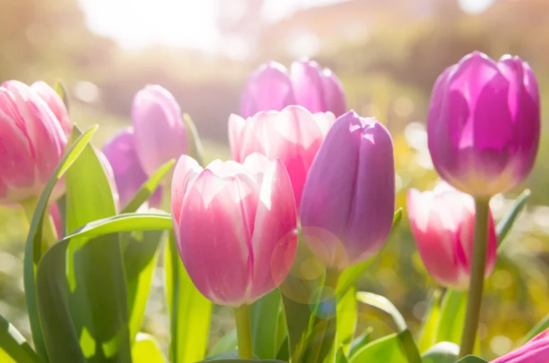 lilás, rózsaszínes tulipánok
