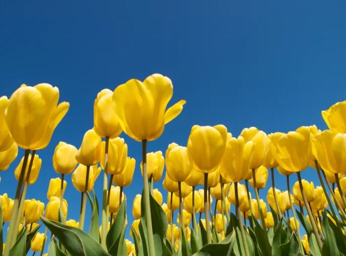 sárga tulipánok