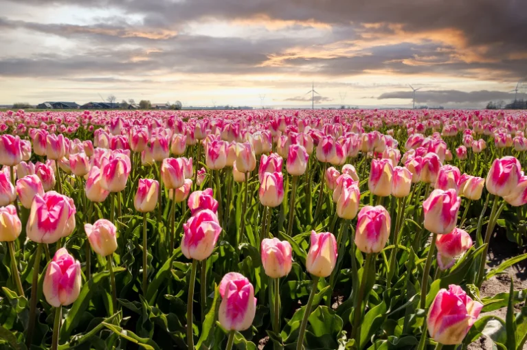 rózsaszín tulipánmező