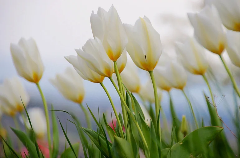 fehér tulipánok