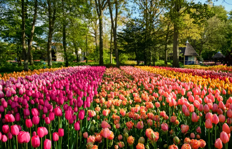 tulipánmező